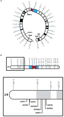 The Non-random Location of Autosomal Genes That Participate in X Inactivation